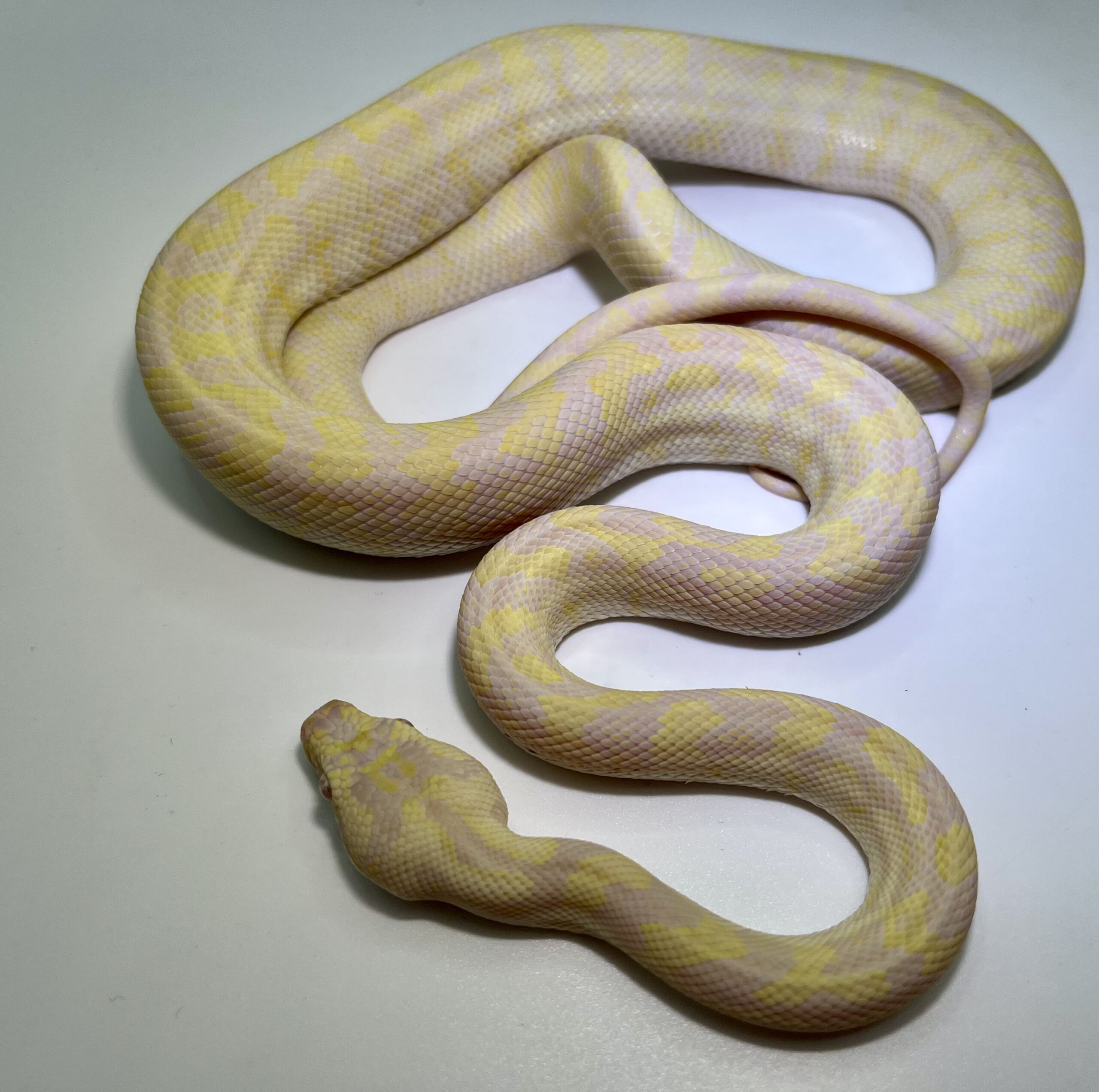 snow carpet Python male