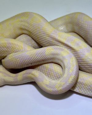 snow carpet Python male