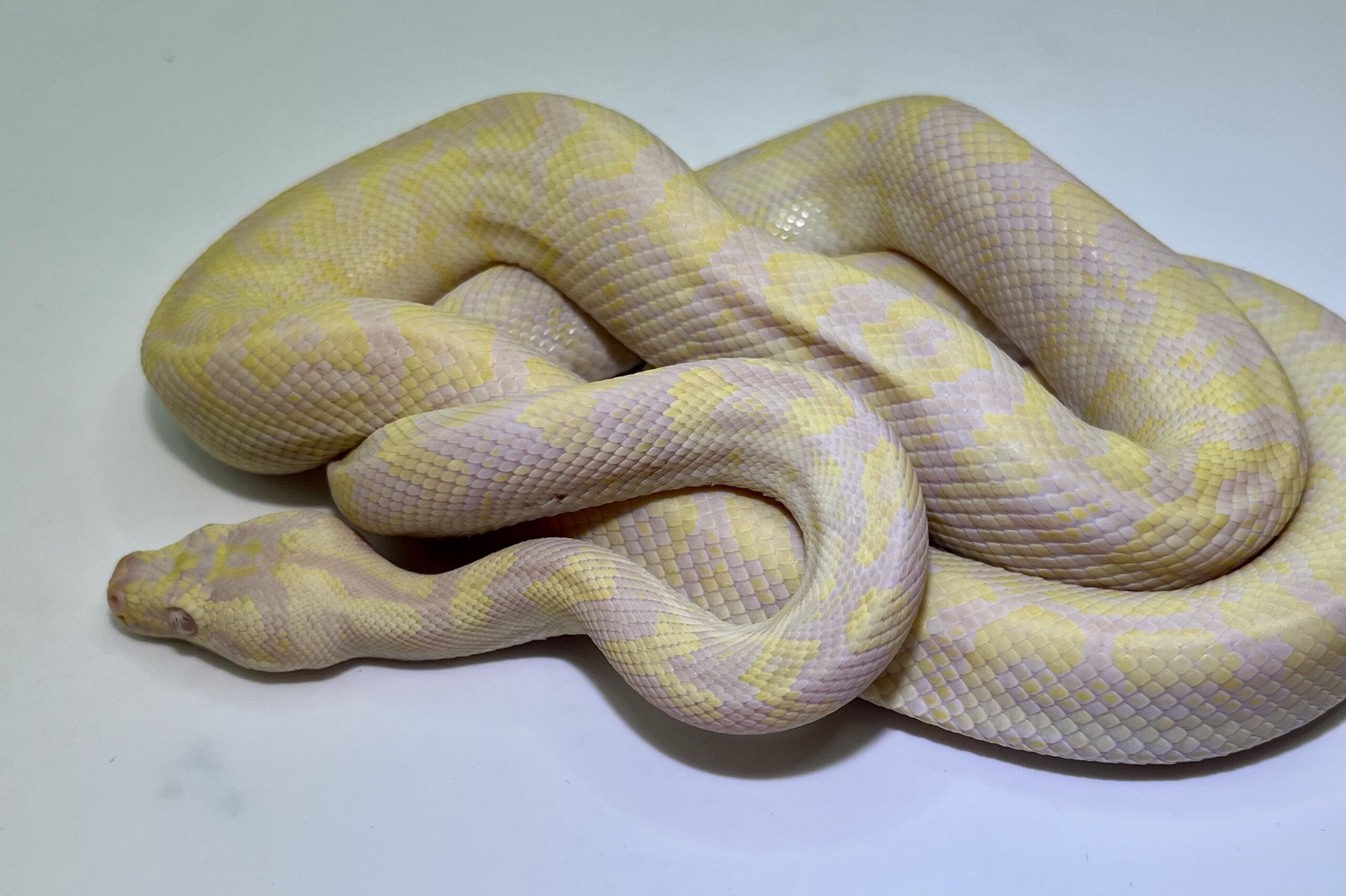 snow carpet Python male