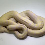 snow carpet Python male