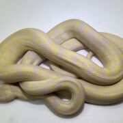 snow carpet Python male