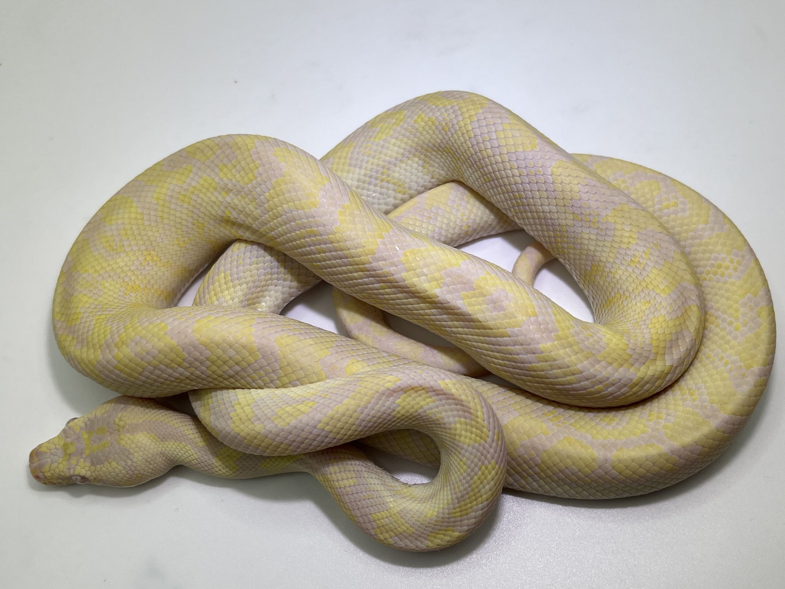 snow carpet Python male