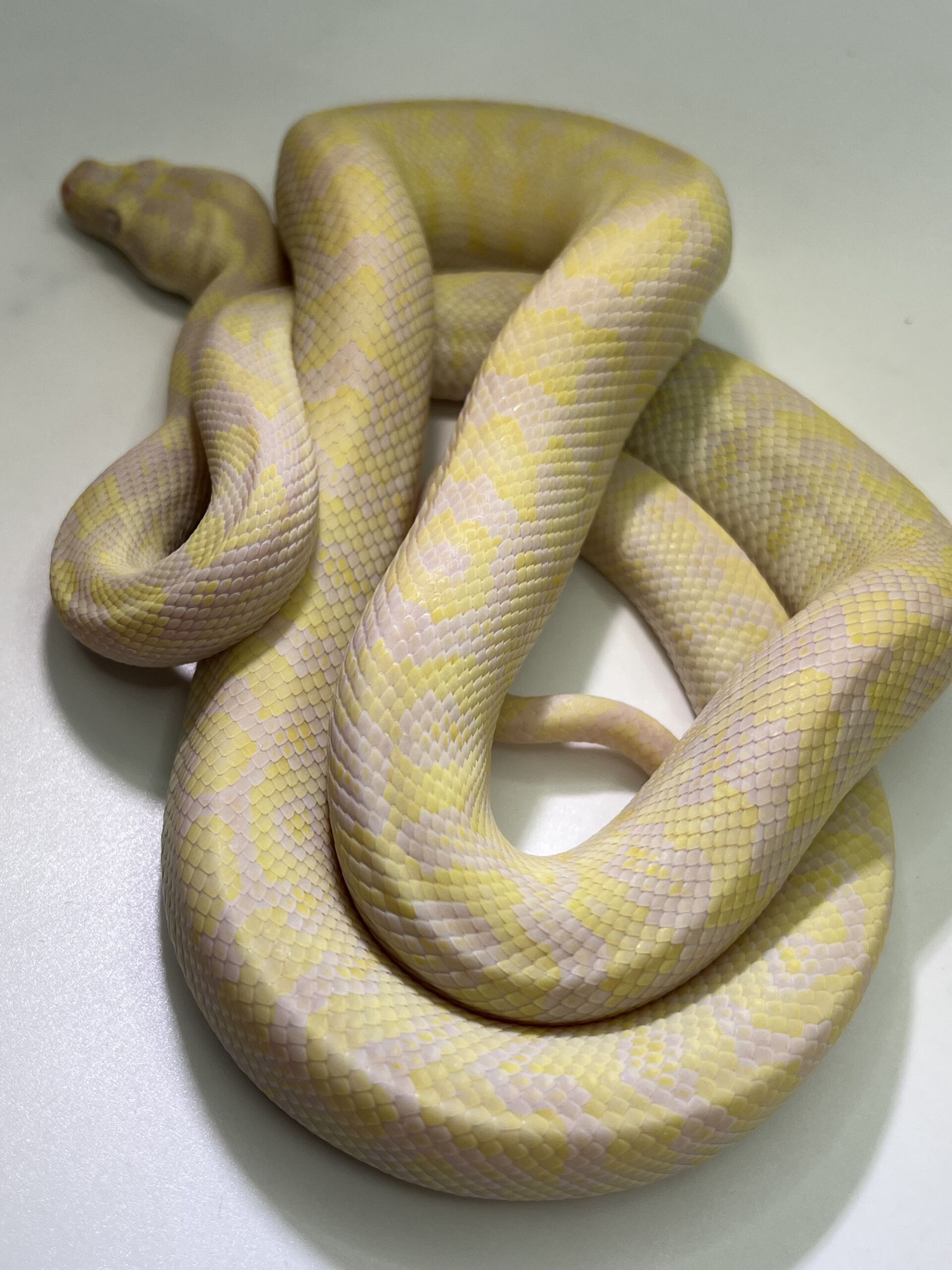 snow carpet Python male