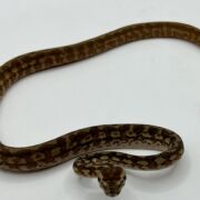Het albino 50% Bredli Carpet Python