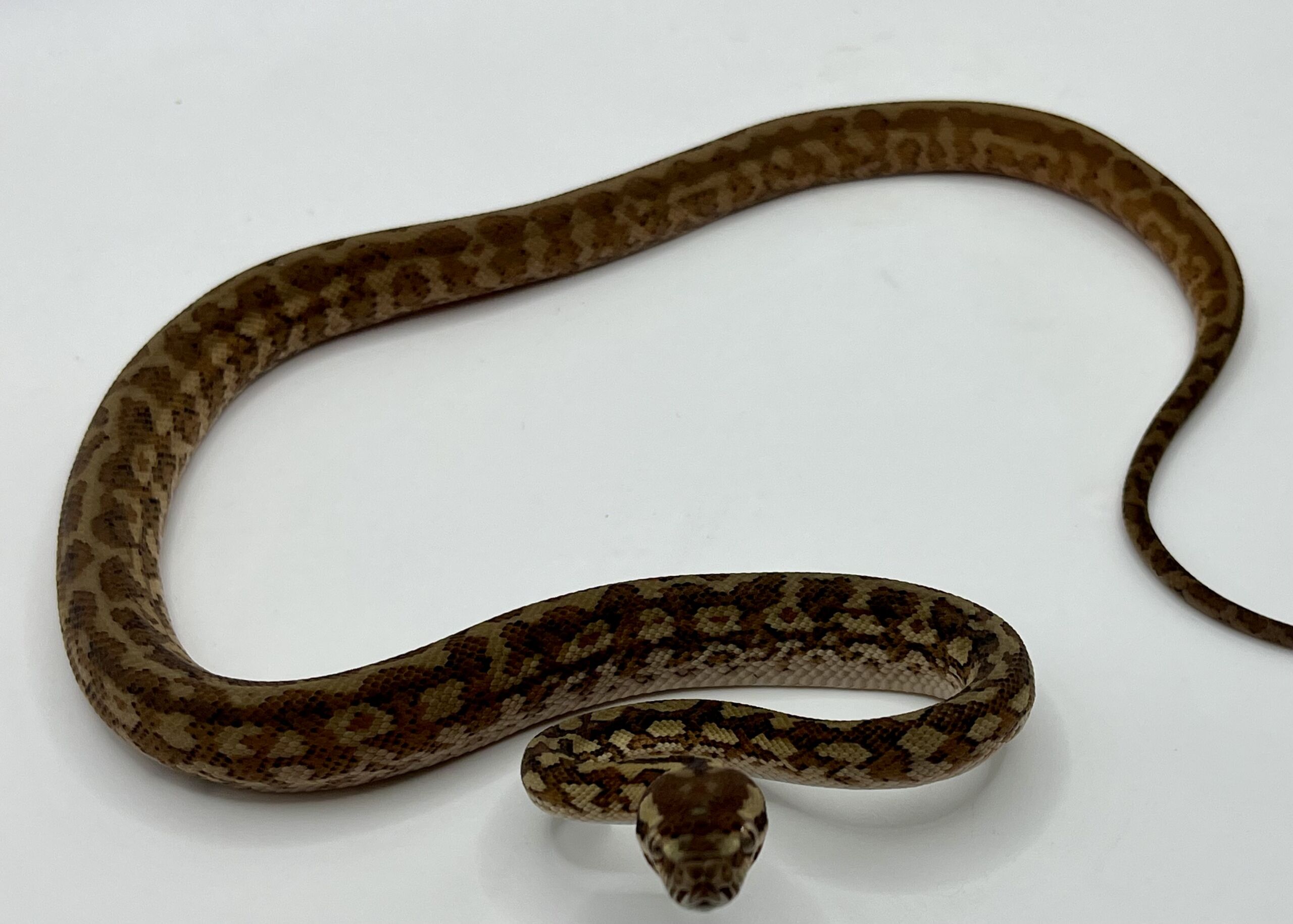 Het albino 50% Bredli Carpet Python