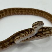 Het albino 50% Bredli Carpet Python