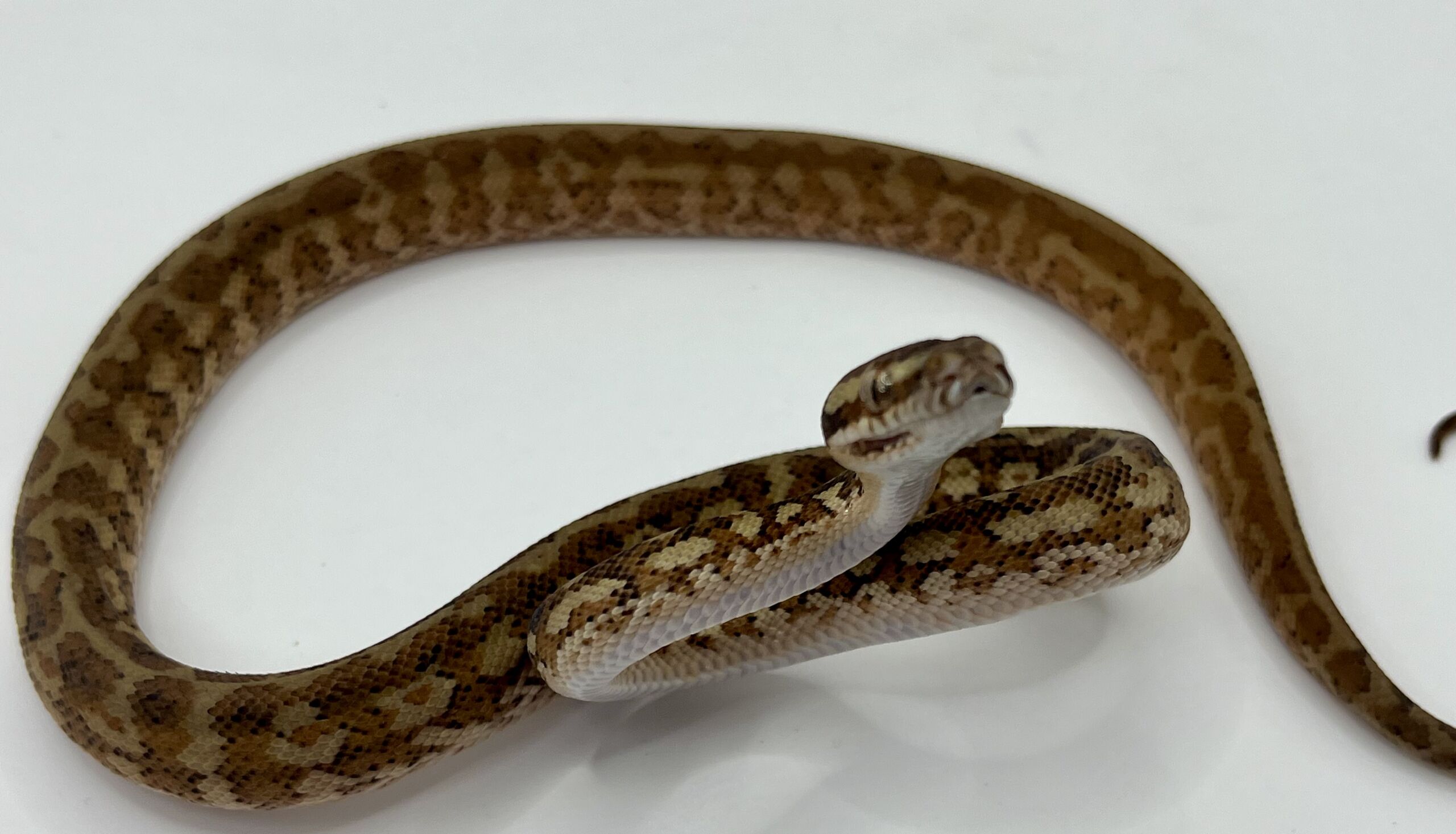 Het albino 50% Bredli Carpet Python