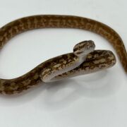 Het albino 50% Bredli Carpet Python