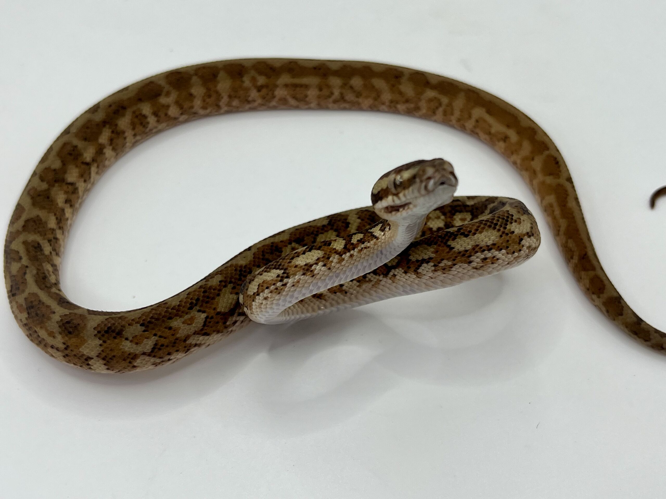 Het albino 50% Bredli Carpet Python