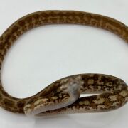 Het albino 50% Bredli Carpet Python