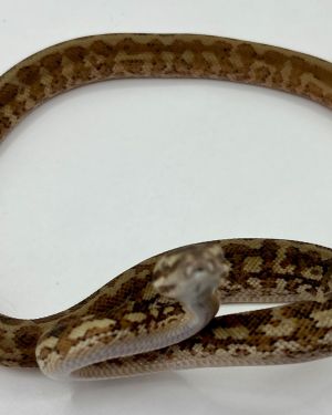Het albino 50% Bredli Carpet Python female