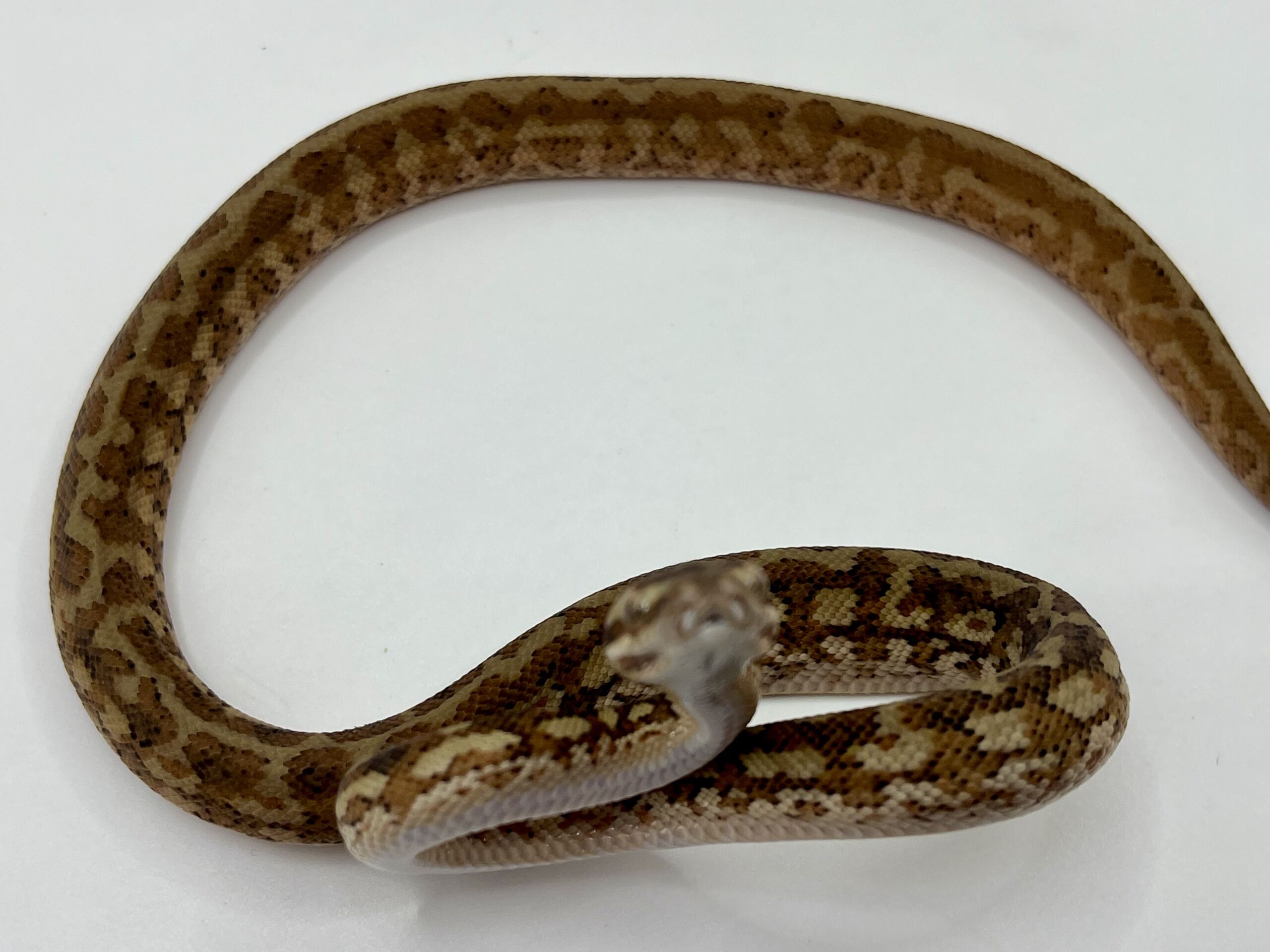 Het albino 50% Bredli Carpet Python