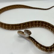 Het albino 50% Bredli Carpet Python