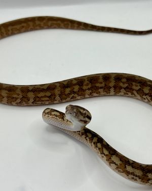 Het albino 50% Bredli Carpet Python female