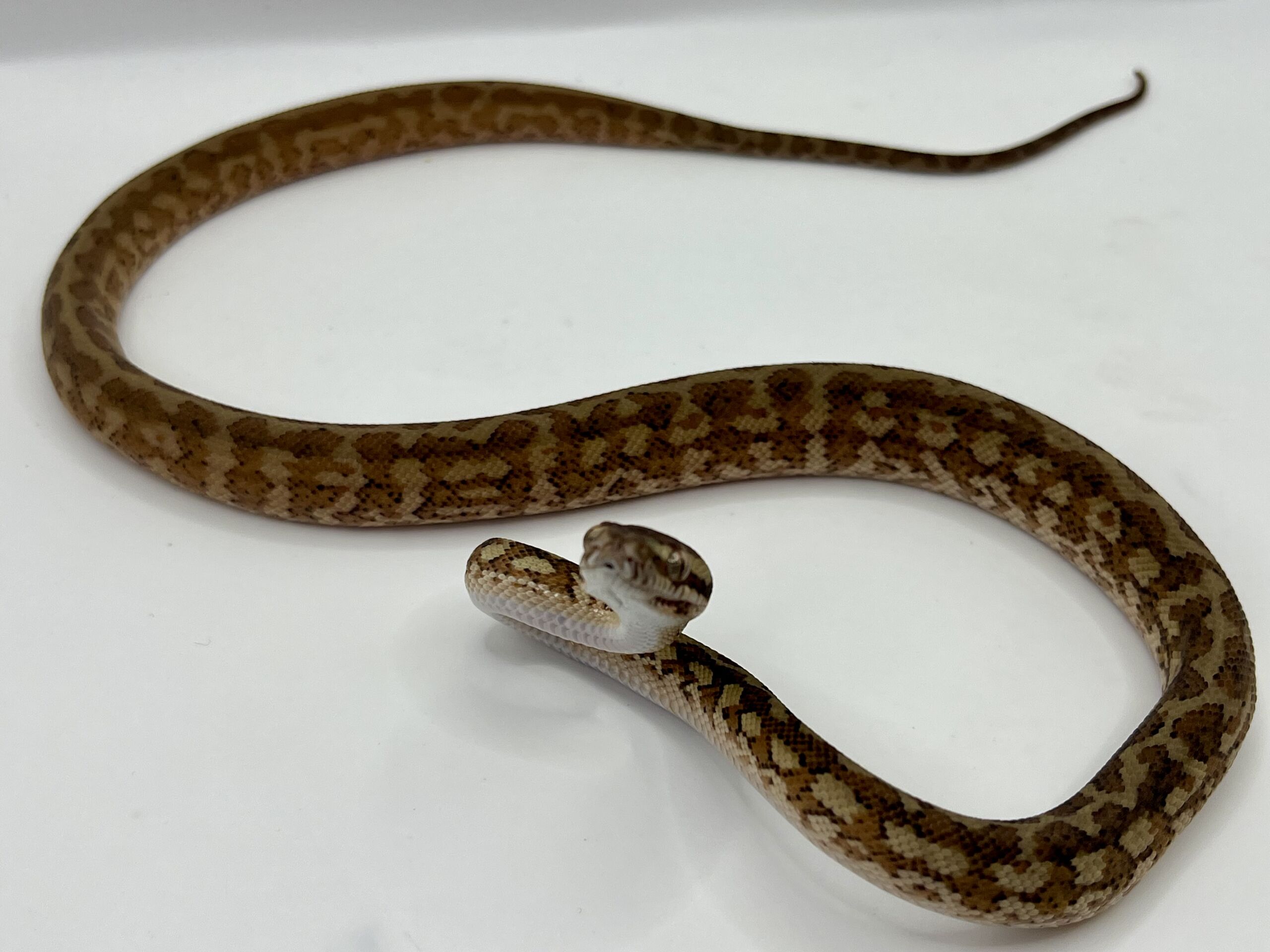 Het albino 50% Bredli Carpet Python