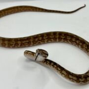 Het albino 50% Bredli Carpet Python