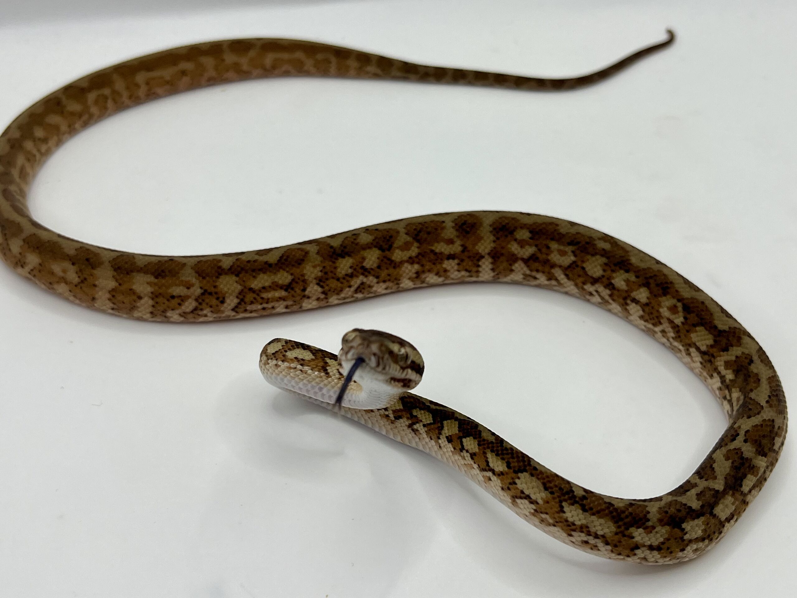 Het albino 50% Bredli Carpet Python