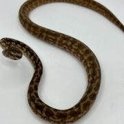 Het albino 50% Bredli Carpet Python