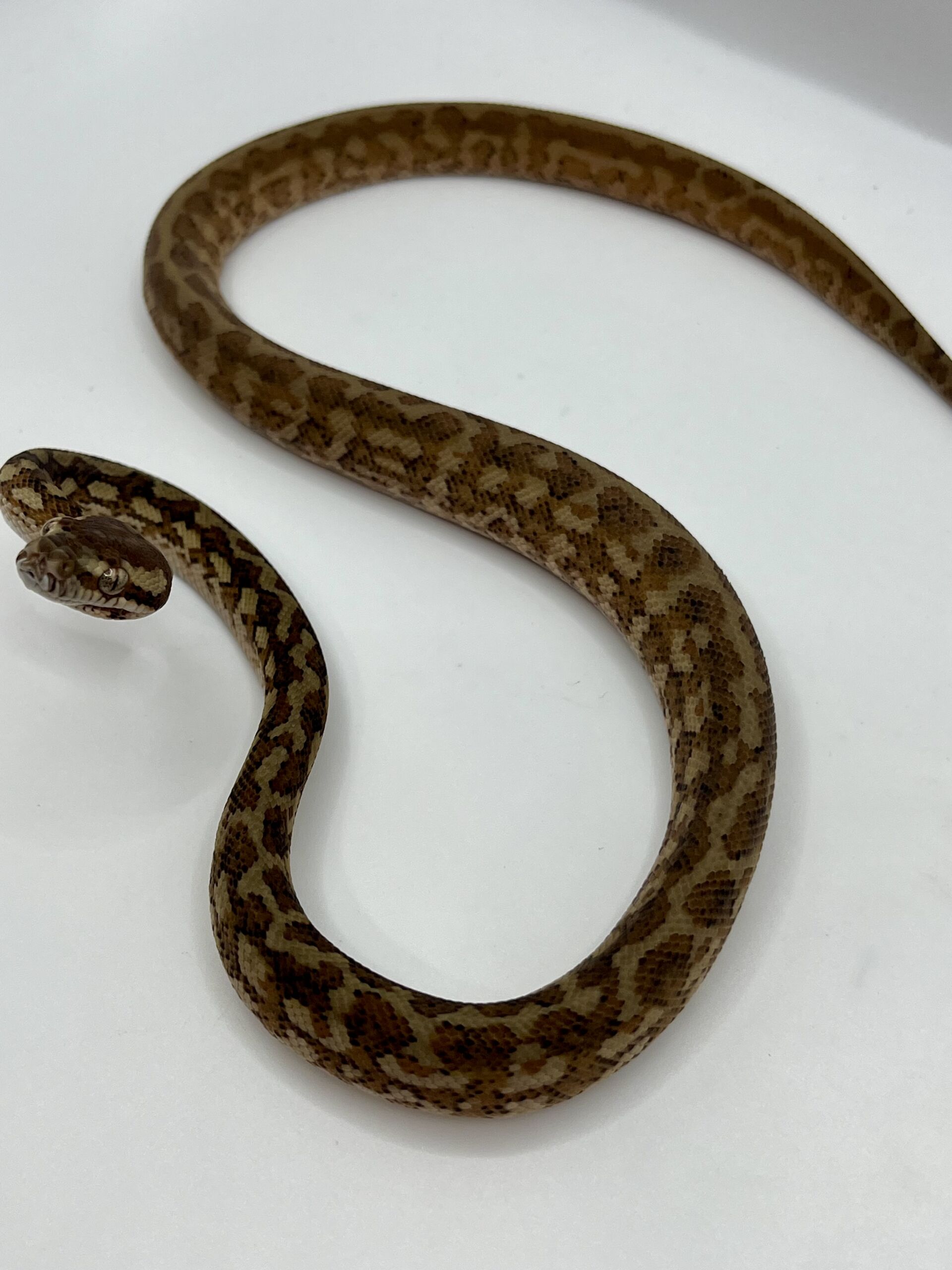 Het albino 50% Bredli Carpet Python