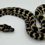 Het Axthanic pure jungle   Carpet Python male