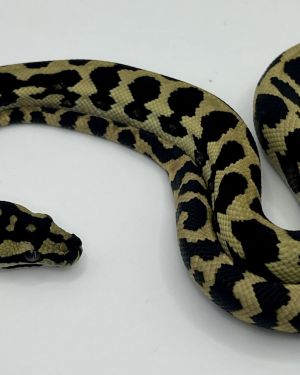 Het Axthanic pure jungle   Carpet Python male