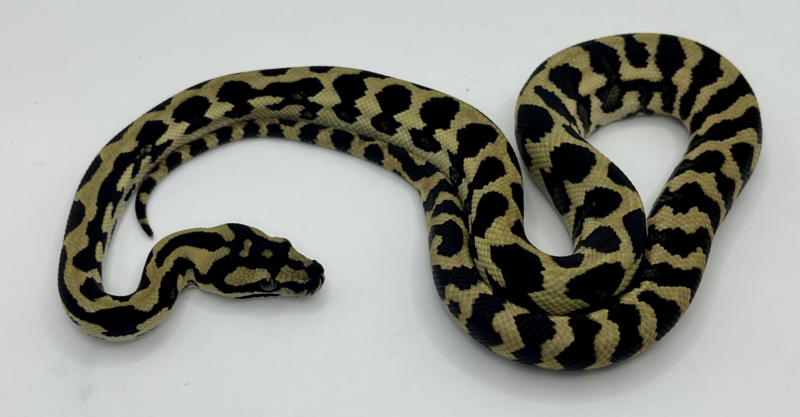 Het Axthanic pure jungle   Carpet Python male