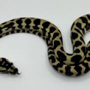 Het Axthanic pure jungle   Carpet Python male