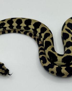 Het Axthanic pure jungle   Carpet Python male
