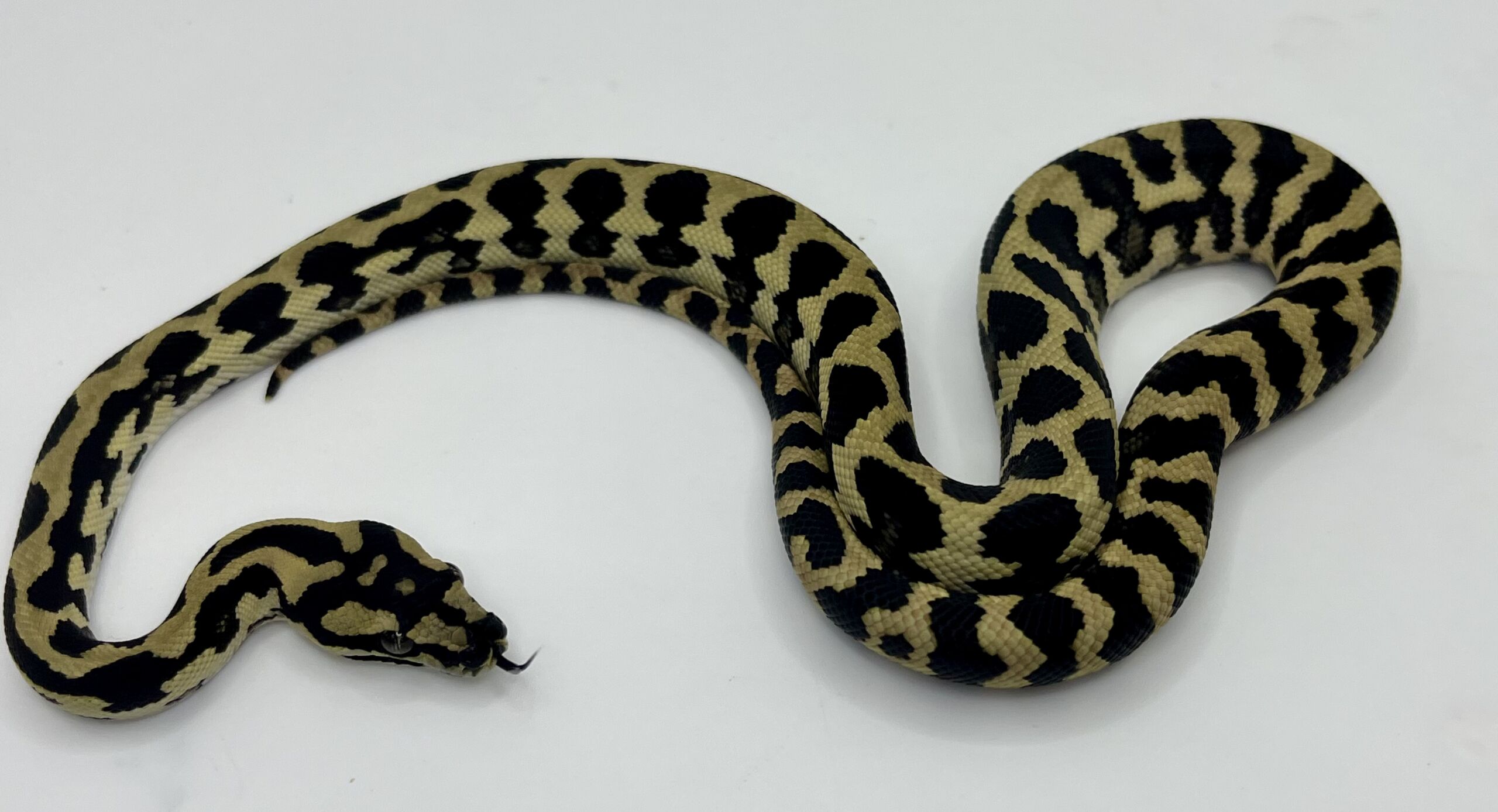 Het Axthanic pure jungle   Carpet Python male