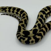Het Axthanic pure jungle   Carpet Python male