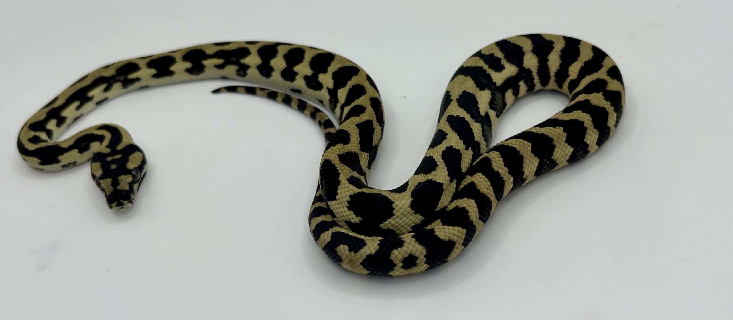 Het Axthanic pure jungle   Carpet Python male