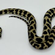 Het Axthanic pure jungle   Carpet Python male
