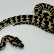 Het Axthanic pure jungle   Carpet Python male