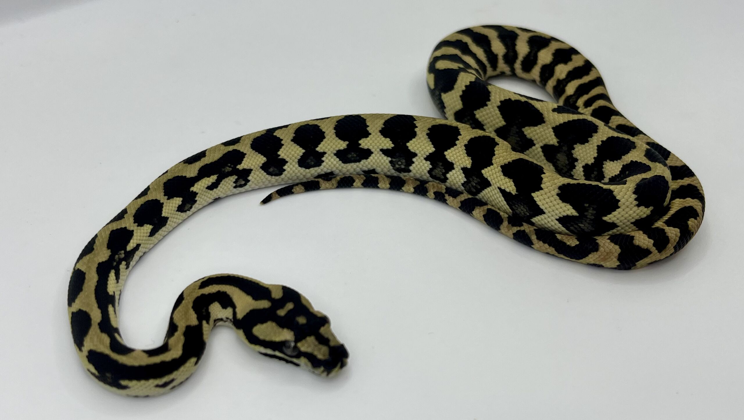 Het Axthanic pure jungle   Carpet Python male