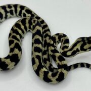 Axanthic pure jungle carpet python male