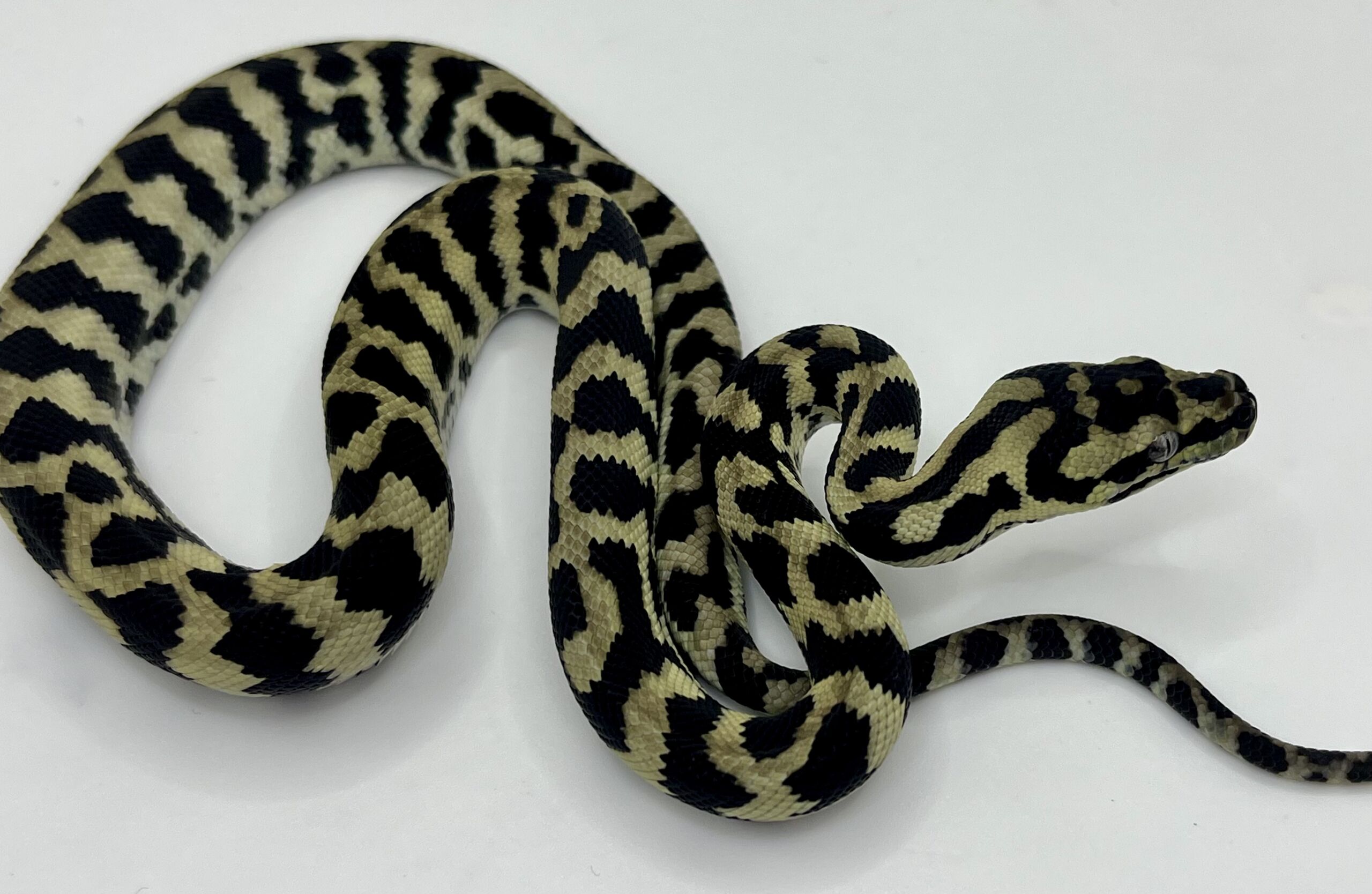 Axanthic pure jungle carpet python male