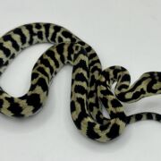 Axanthic pure jungle carpet python male