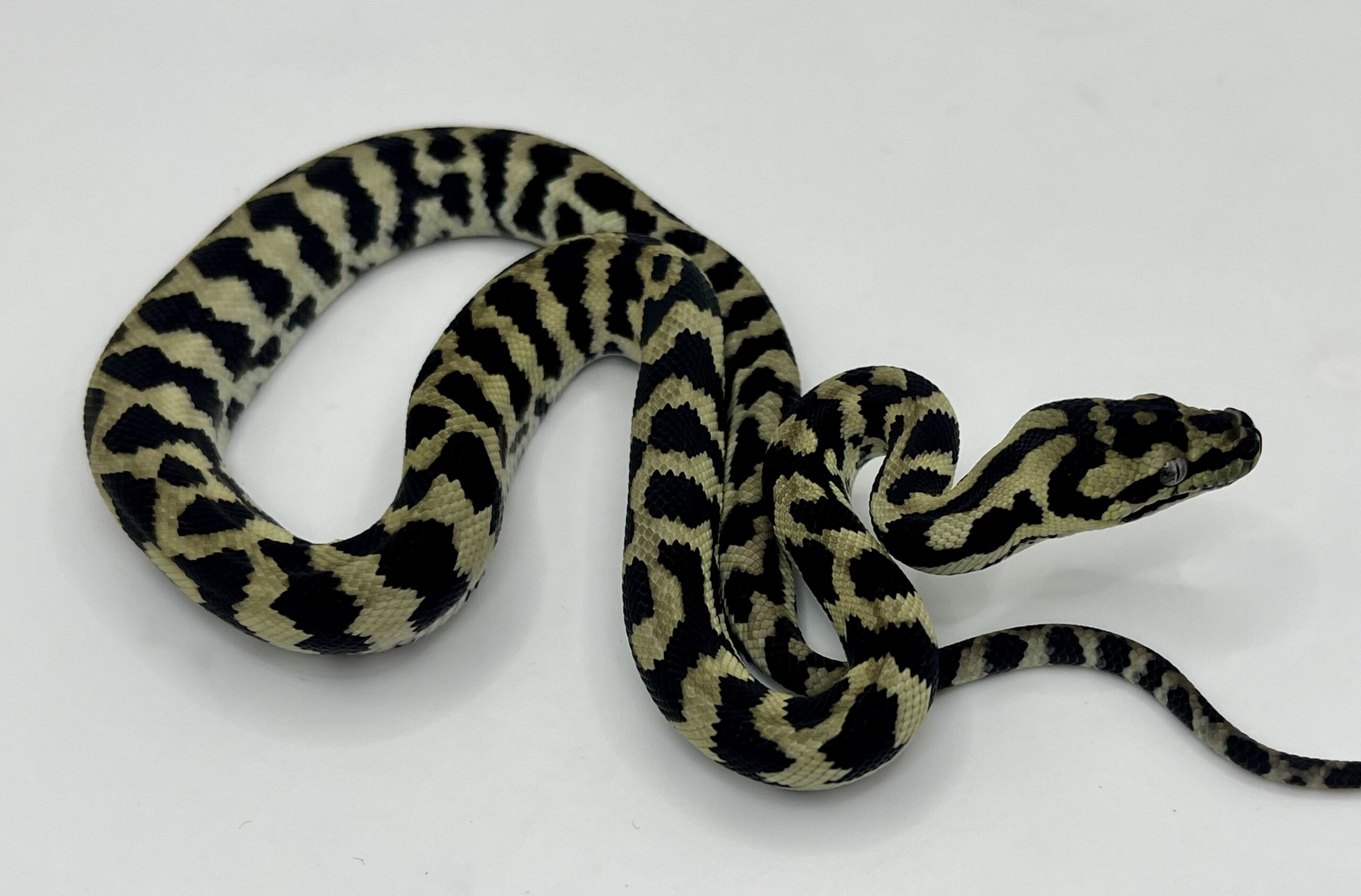 Axanthic pure jungle carpet python male