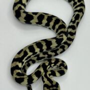 Axanthic pure jungle carpet python male