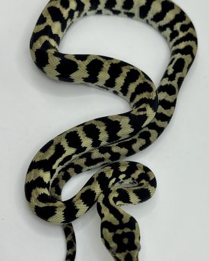 Axanthic pure jungle carpet python male