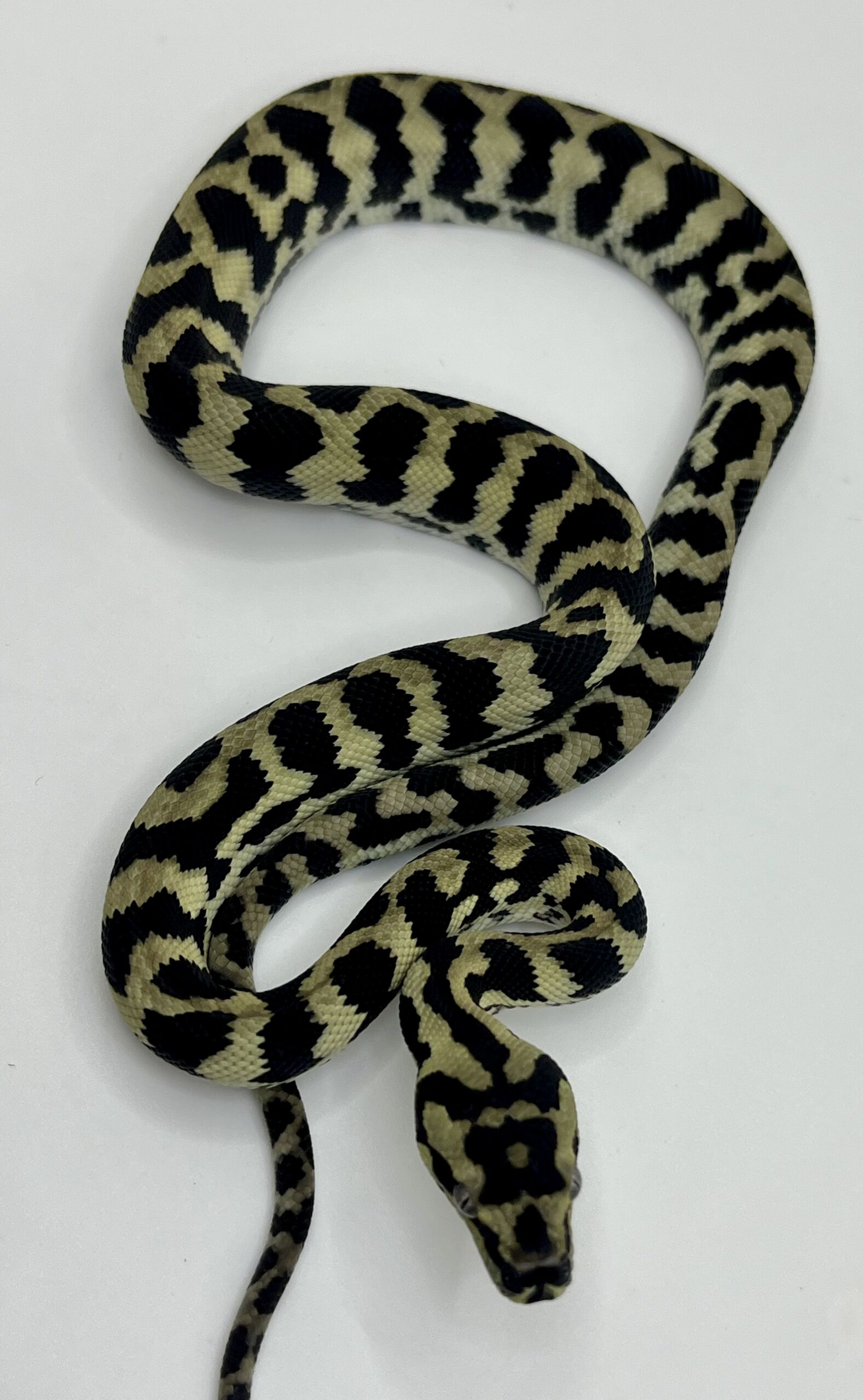 Axanthic pure jungle carpet python male