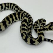 Axanthic pure jungle carpet python male