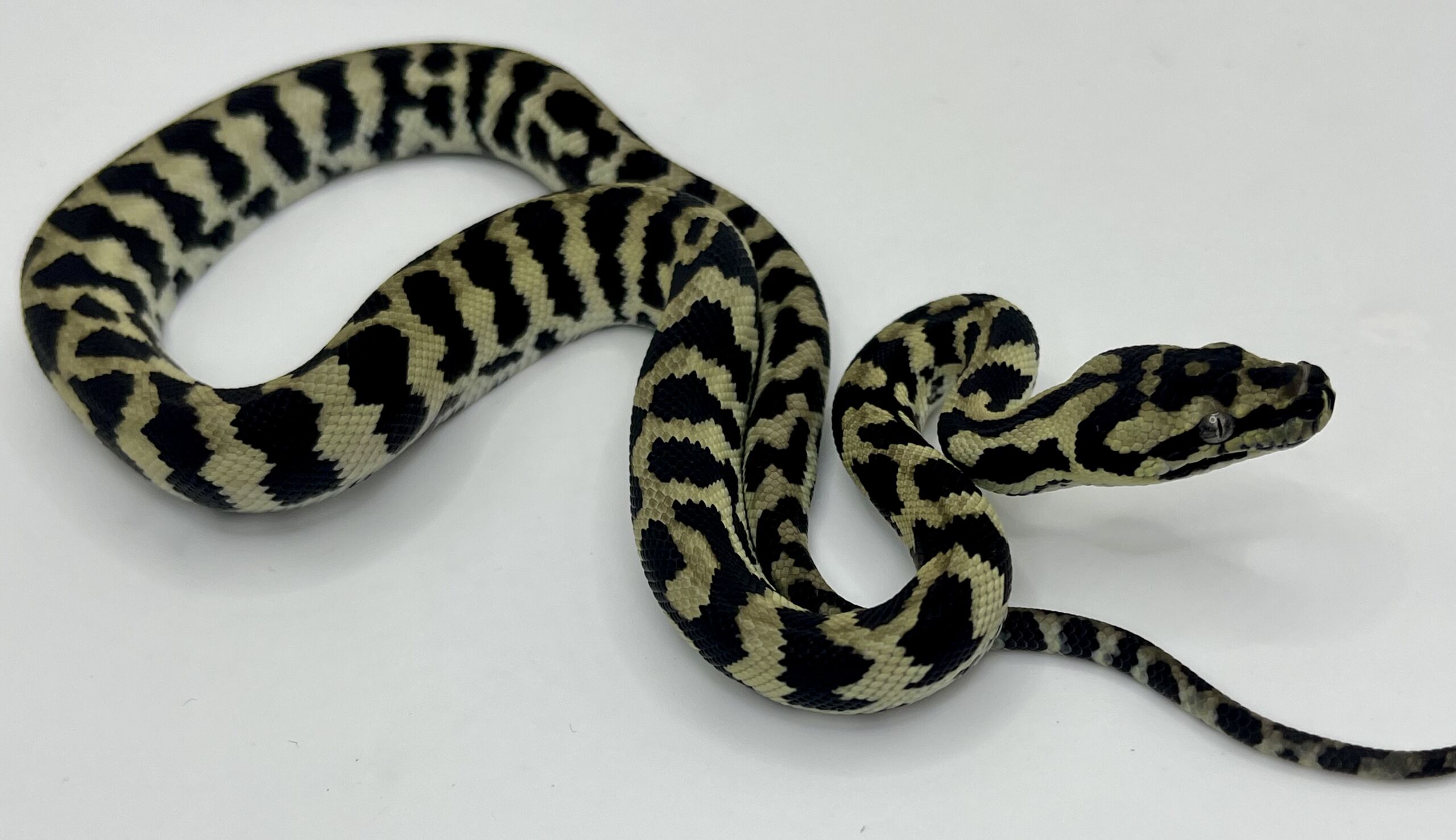 Axanthic pure jungle carpet python male