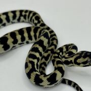 Axanthic pure jungle carpet python male