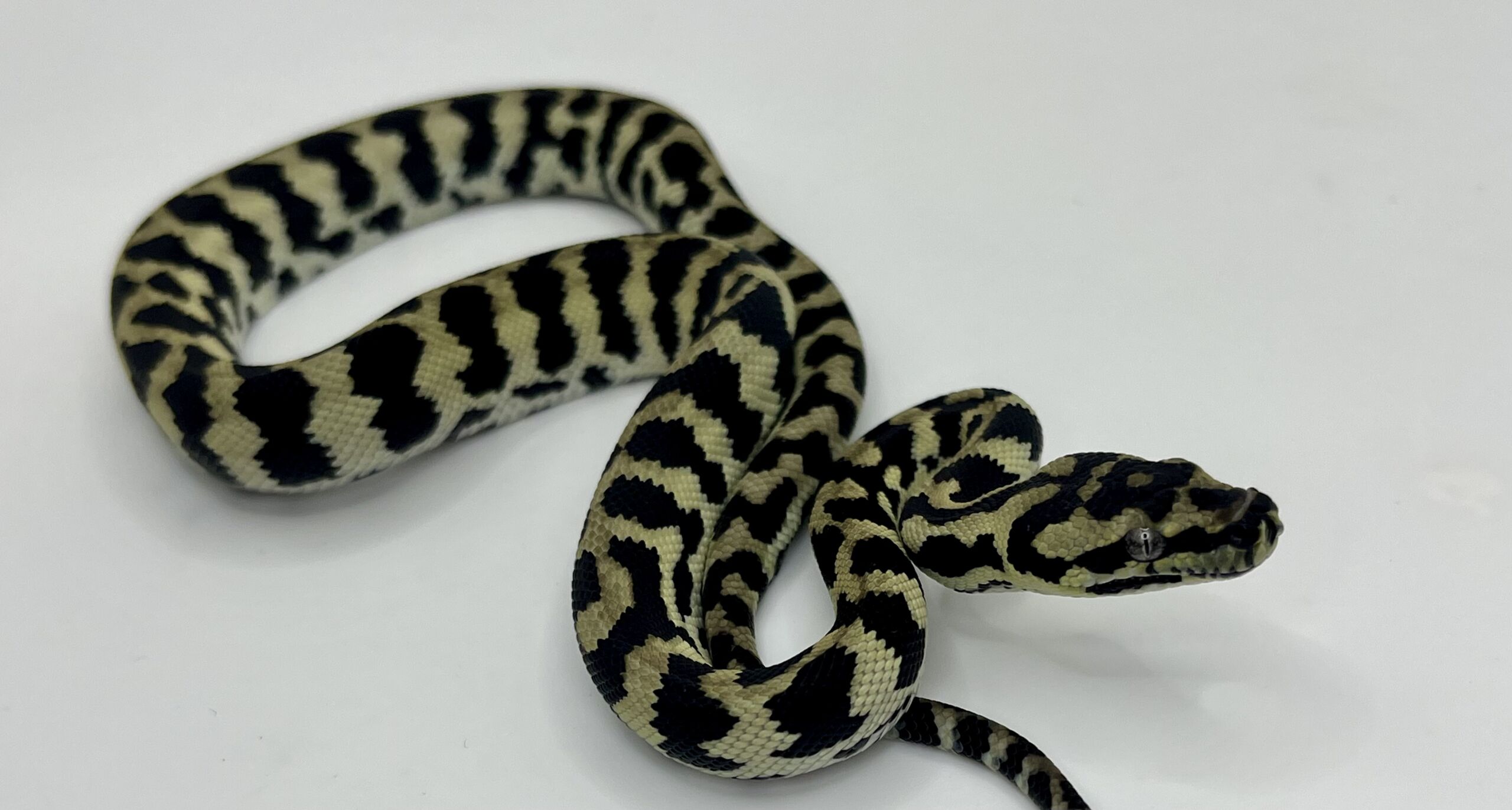 Axanthic pure jungle carpet python male