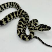 Axanthic pure jungle carpet python male
