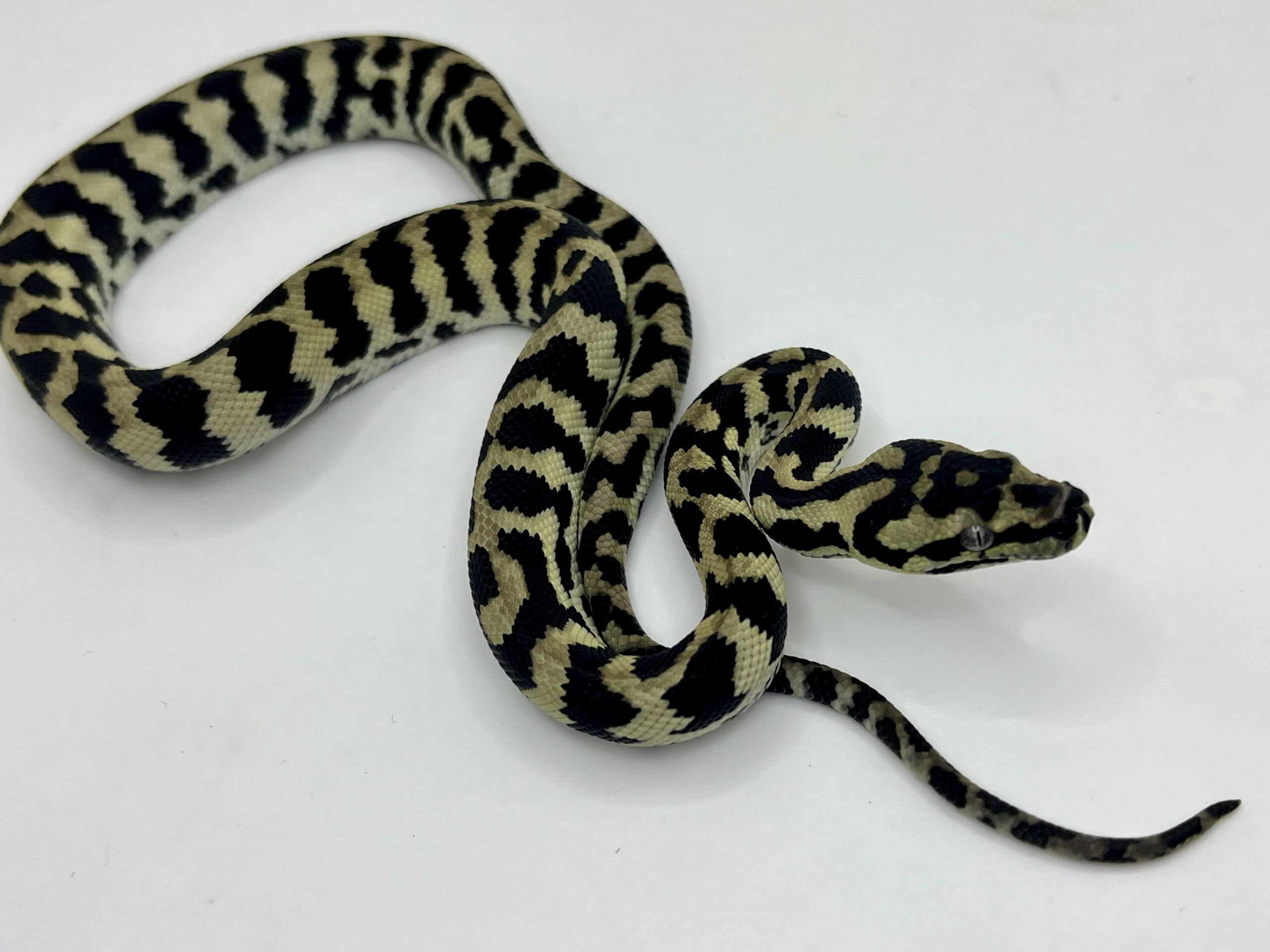 Axanthic pure jungle carpet python male