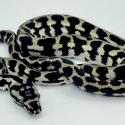 Pure Jungle Axanthic Carpet Python Male