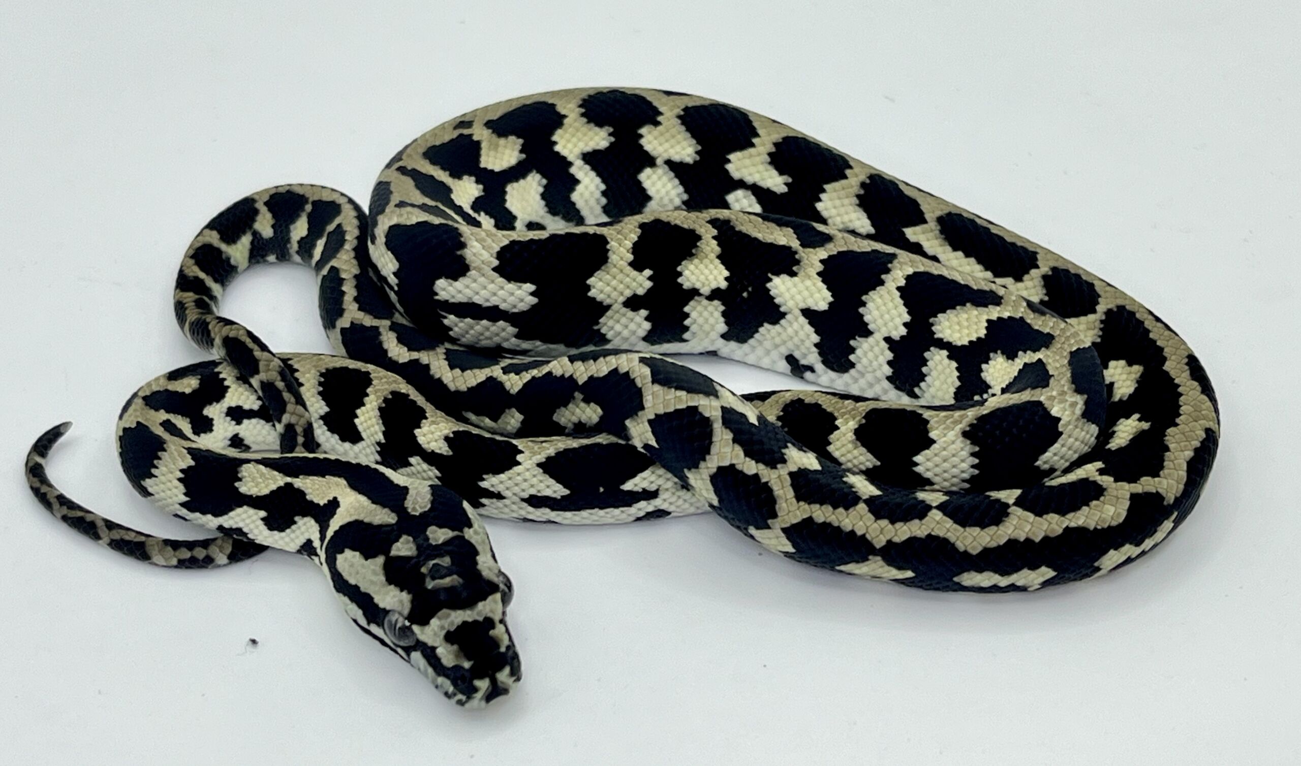 Pure Jungle Axanthic Carpet Python Male