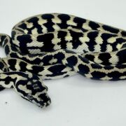 Pure Jungle Axanthic Carpet Python Male